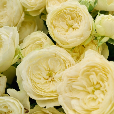 Монобукет из белой кустовой розы